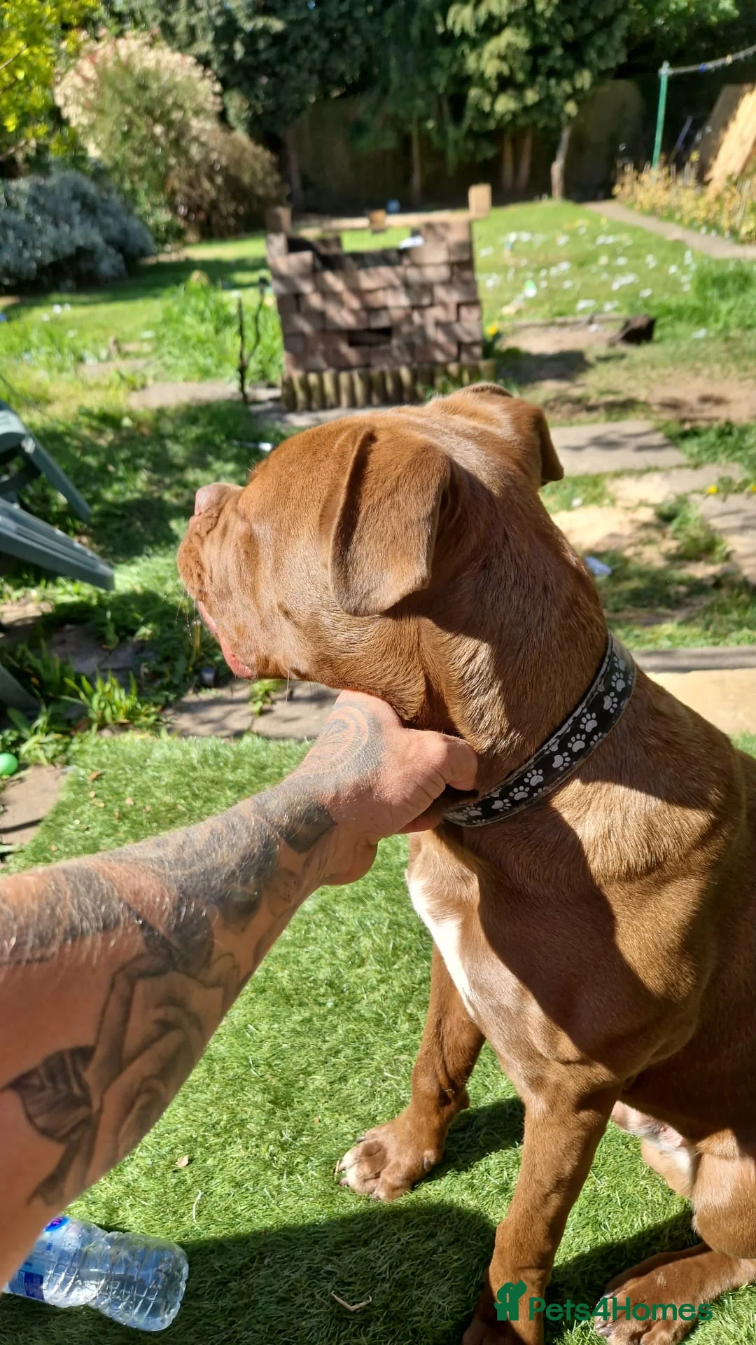 Cane Corso dogs for sale: Italian Cane Corso in Atherstone - Advert 2