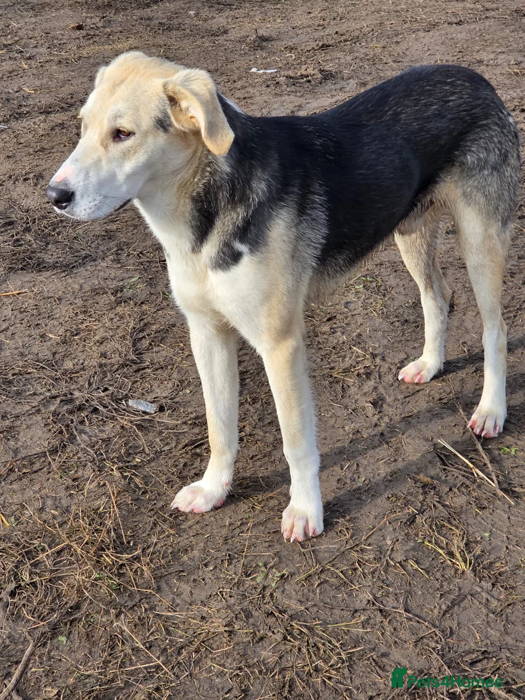 Mixed Breed dogs for adoption: RICKY - a superb young boy for a Loving Home - Advert 18