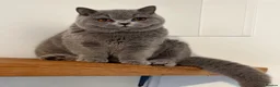 British Shorthair cats for sale: Beautiful boy  - Advert 4