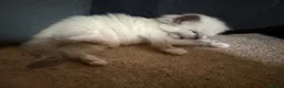 Ragdoll cats for sale: Pure ragdoll kittens  in Bristol - Advert 5