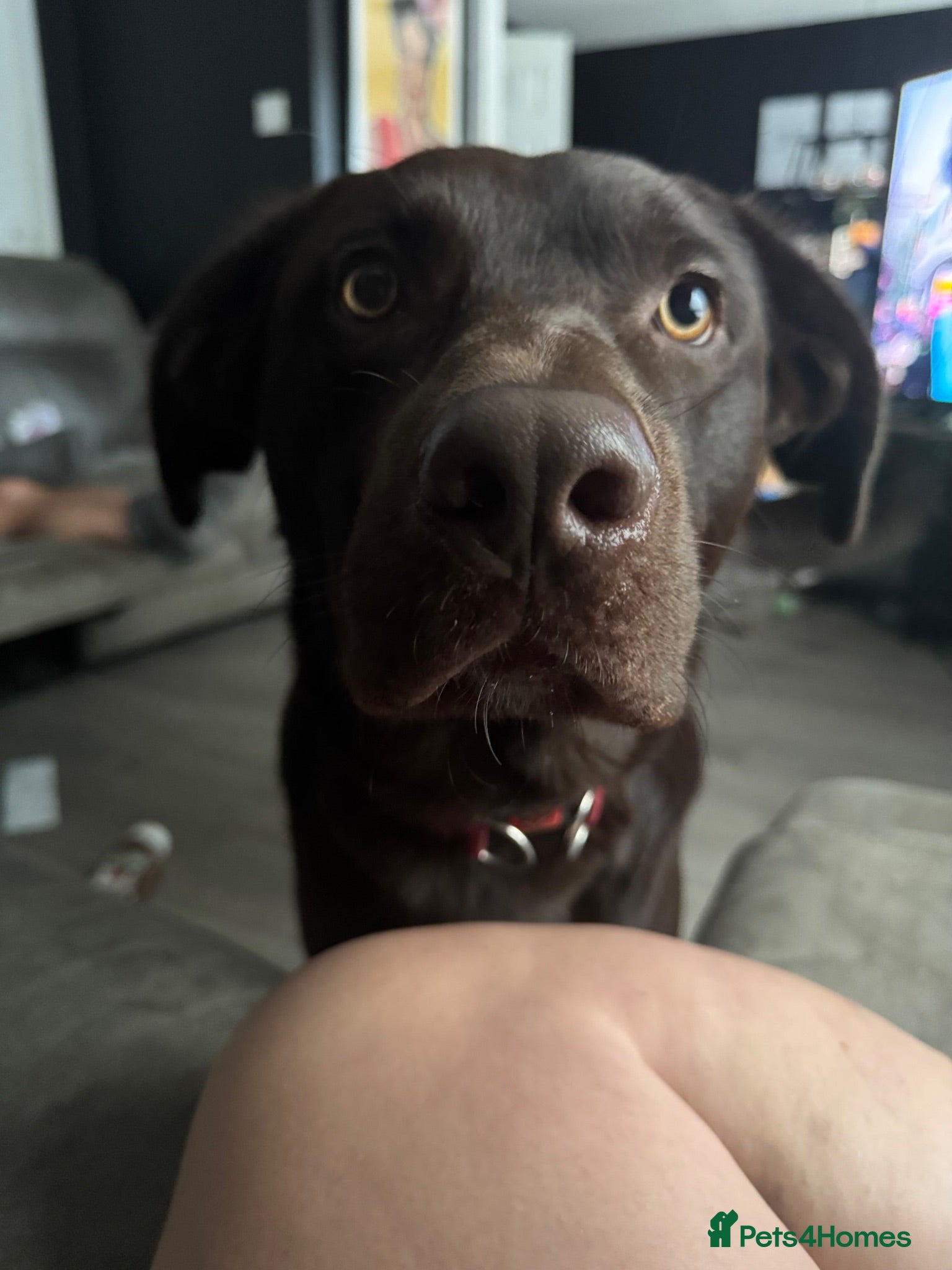 Borador dogs Bentley rehoming  - Advert 3
