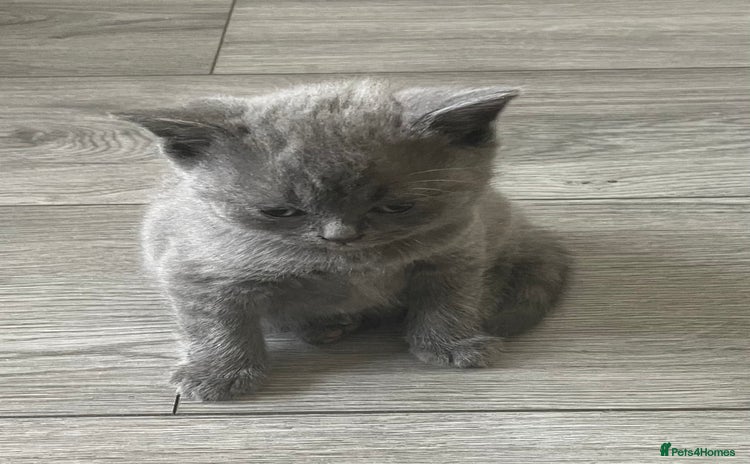 British Shorthair cats - Advert 1