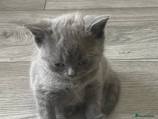 British Shorthair cats - Advert 14