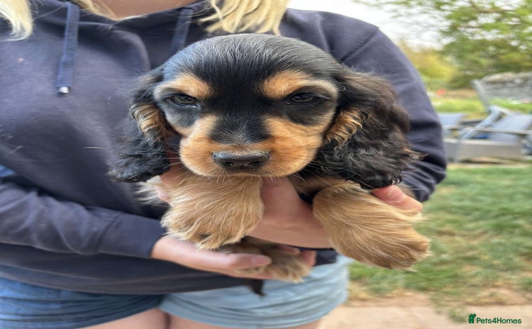 Cocker Spaniel dogs - Advert 8