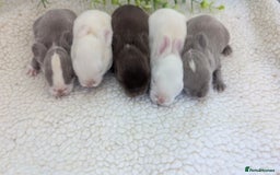 Mini Lop rabbits for sale: Mini lops waiting list open  - Image 3