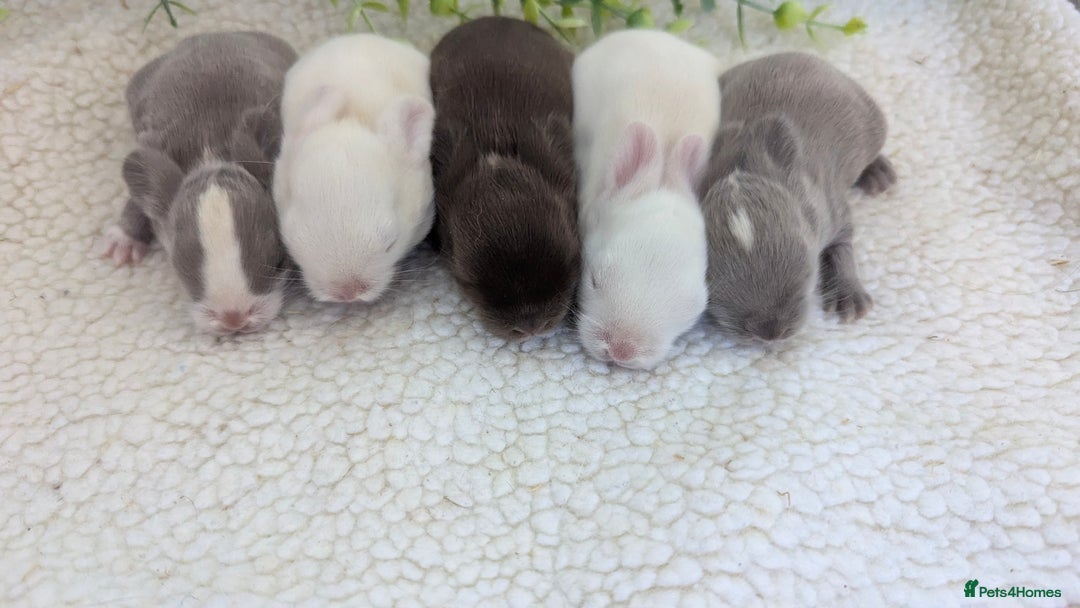 Mini Lop rabbits for sale: Mini lops waiting list open  - Image 3