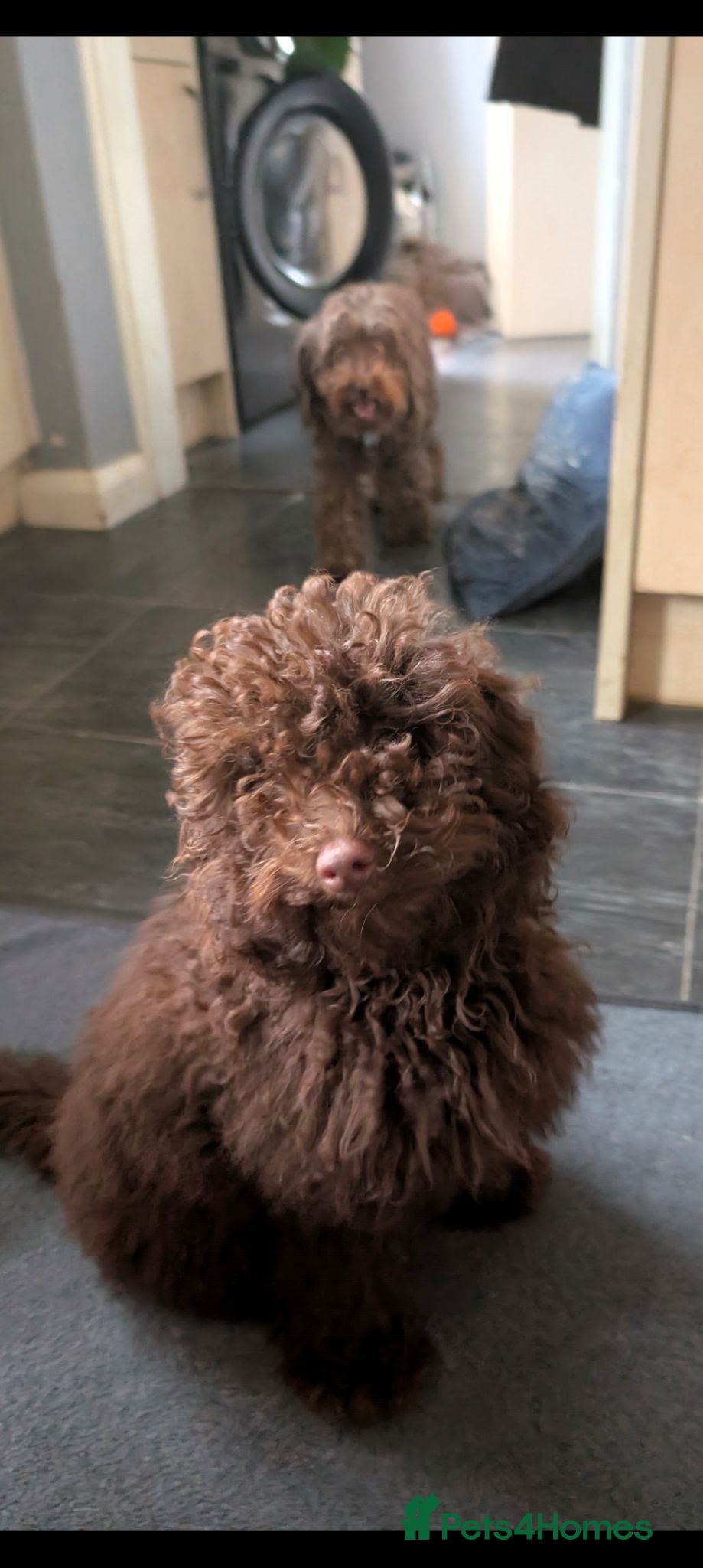 Labradoodle dogs 🐾Quality F1BB Fluffy Mini Labradoodle Pups🐾  - Advert 1