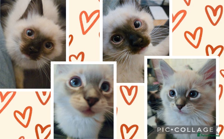 Ragdoll cats - Advert 3
