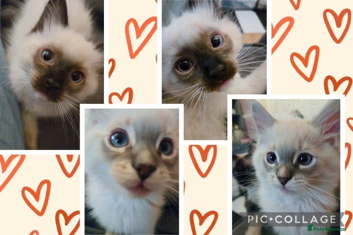 Ragdoll cats - Advert 11
