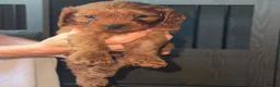 Cavapoo dogs for sale: F1 cavapoos ready to reserve - Advert 8