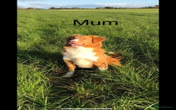 Nova Scotia Duck Tolling Retriever dogs for sale: KC REG Nova Scotia Boy - Image 6