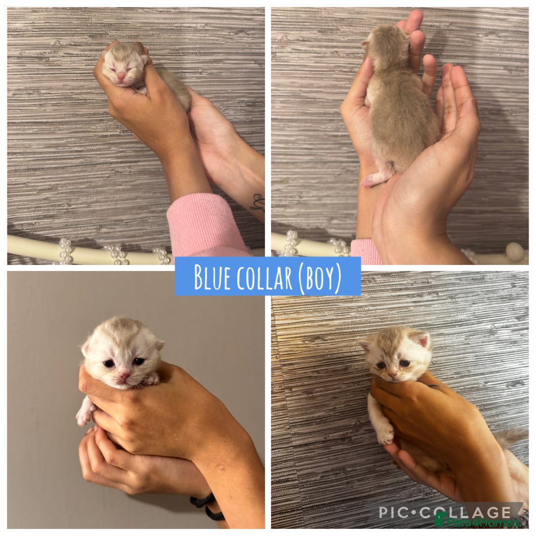 British Shorthair cats for sale: 🐾 Beautiful British Shorthair Kittens 🐾 - Advert 9