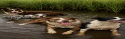 Border Collie dogs for sale: Border Collie Puppies Merles & Red and Whites - Advert 26
