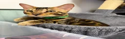 Bengal cats for sale: TICA PURE BREED BENGAL READY TO GO - Advert 2
