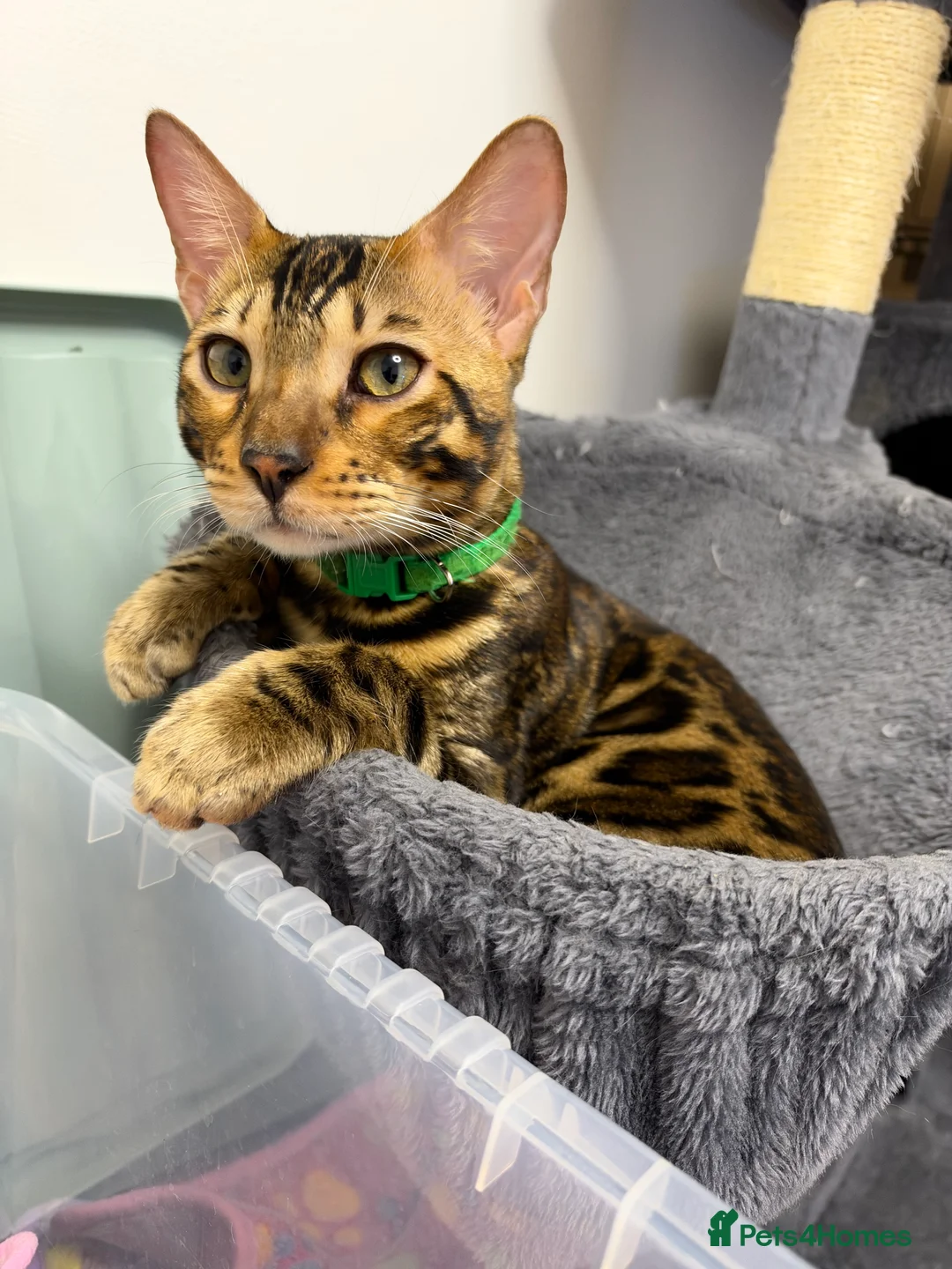 Bengal cats for sale: TICA PURE BREED BENGAL READY TO GO - Advert 2