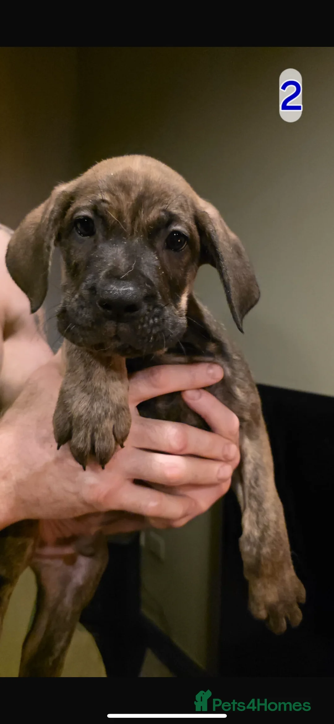 Mixed Breed dogs for sale: Cane corso   ** tiff X - Advert 12