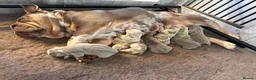 English Bulldog dogs for stud: Now proven English Bulldog at stud - Advert 8