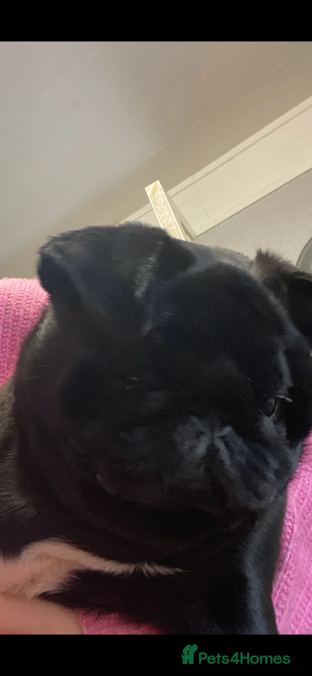 Pug dogs for sale: Black girl pug  - Advert 1