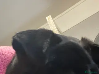 Pug dogs Black girl pug - Advert 15