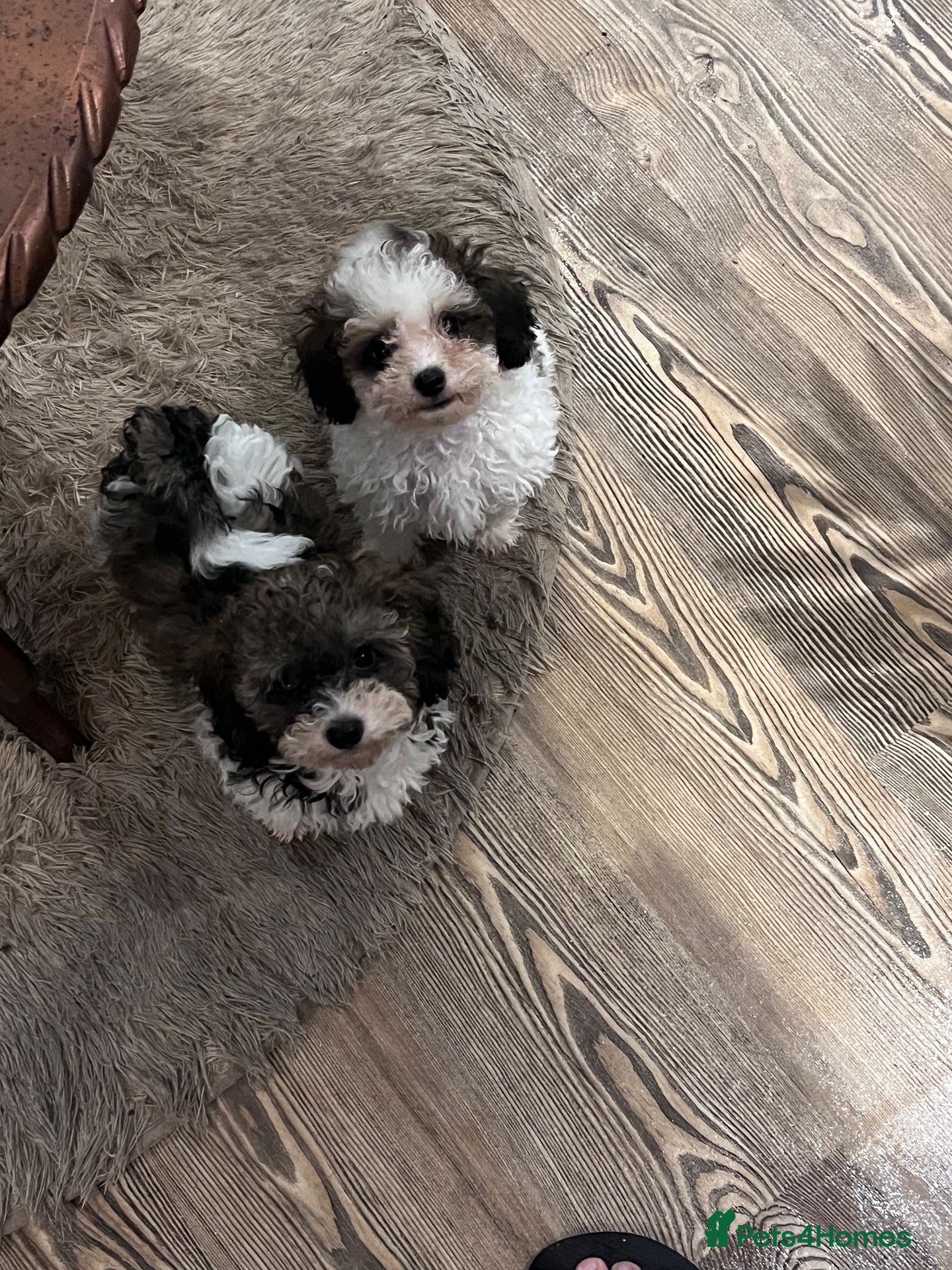 Cavapoo dogs for sale: WAITING LIST Toy cavapoo puppies  - Advert 1
