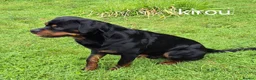 Rottweiler dogs for sale: Rottweiler puppies full German bloodline  in Newton-le-Willows - Advert 12