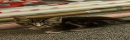 Maine Coon cats for sale: Last little girl - ready now - Advert 27