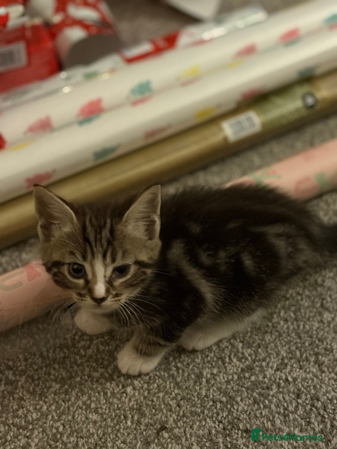 Maine Coon cats for sale: Last little girl - ready now - Advert 27