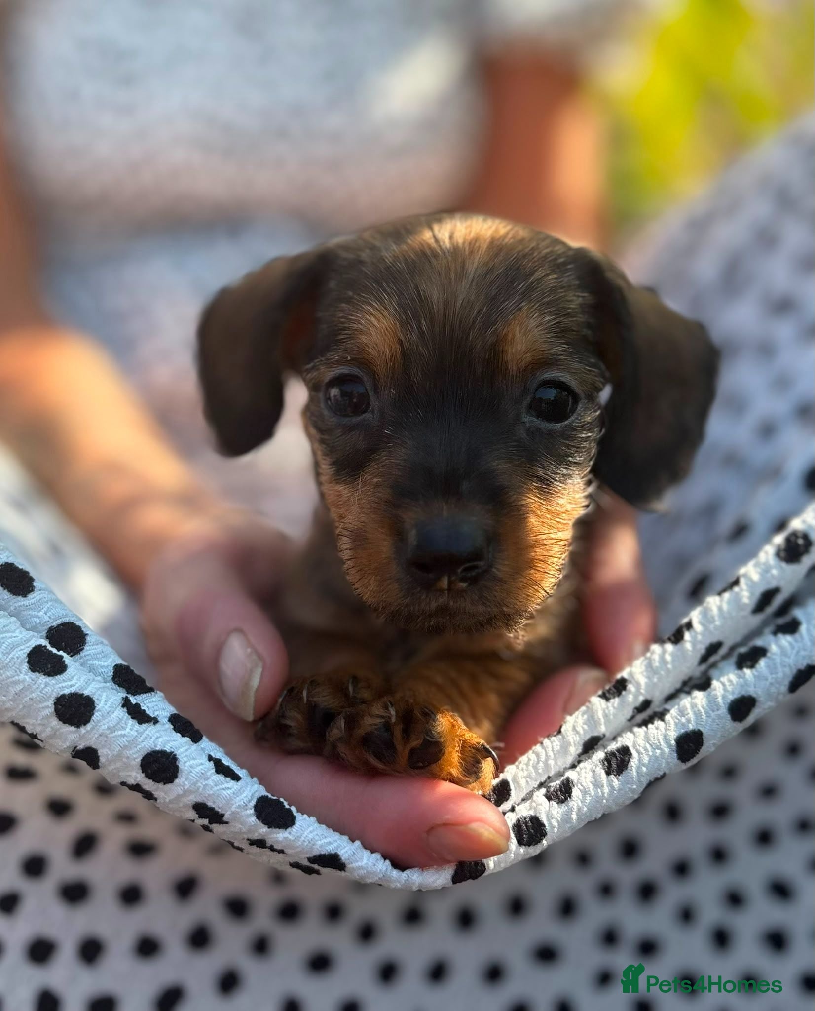 Miniature Dachshund dogs READY Beautiful miniature wire haired dachshund  - Advert 1
