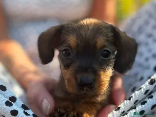 Miniature Dachshund dogs READY Beautiful miniature wire haired dachshund - Advert 1