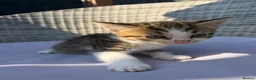 Mixed Breed cats for sale: BSH mixed breed kittens - Advert 20