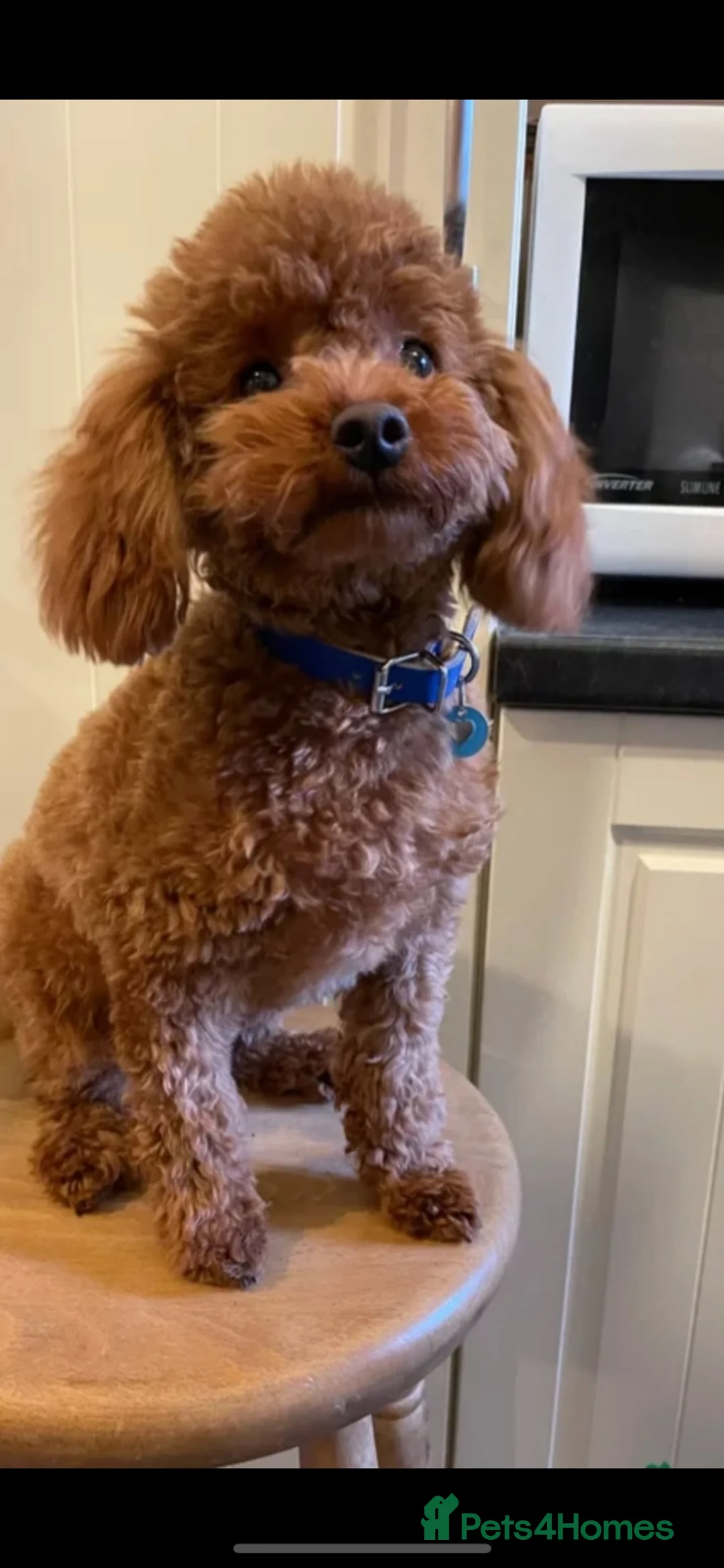 Toy Poodle dogs for sale: Toy poodle - Advert 8