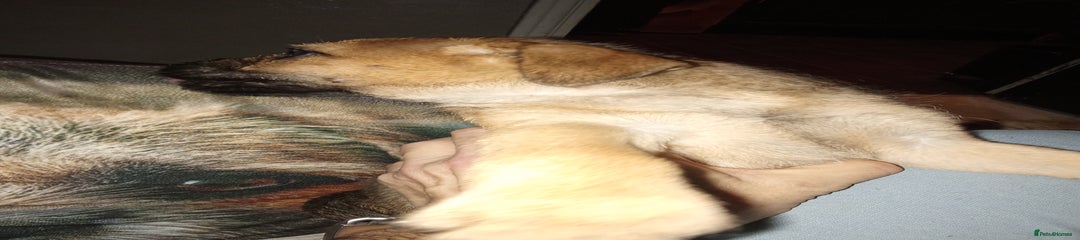 Border Terrier Puppy 3