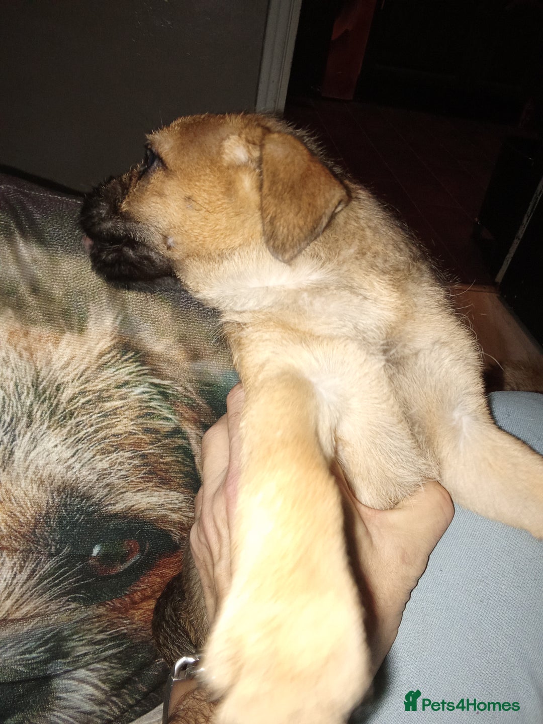 Border Terrier dogs for sale: Border terriers  - Advert 3