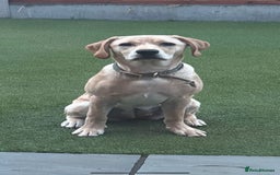 Labrador Retriever dogs for sale: 6 month old female Labrador - Image 1