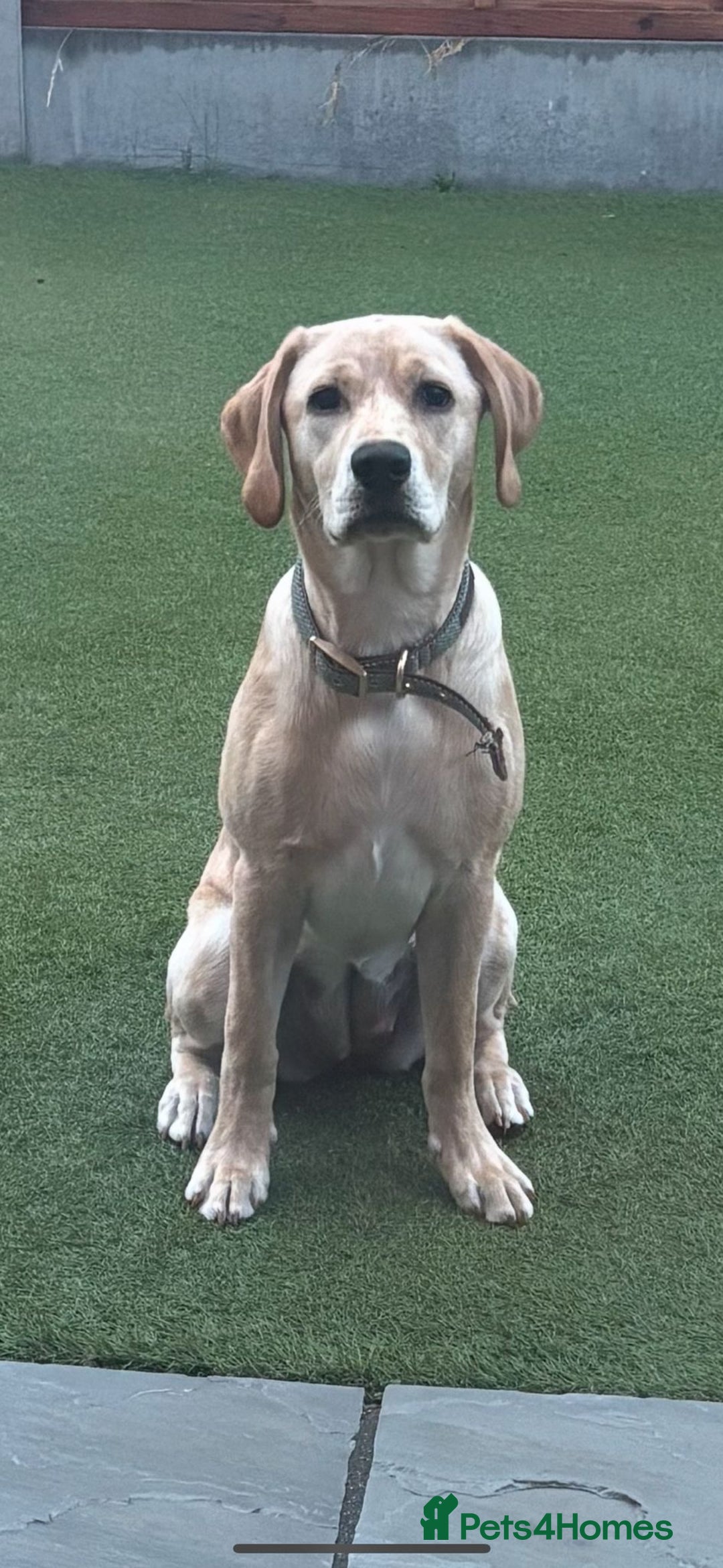Labrador Retriever dogs for sale: 6 month old female Labrador - Image 1