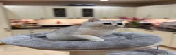 British Shorthair cats for sale: READY NEXT WEEK - FULL PEDIGREE REGISTERED BSH - Advert 8