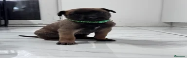 Belgian Shepherd Dog Puppy 4