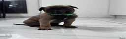 Belgian Shepherd Dog dogs for sale: 8 beautiful babies  - Advert 7