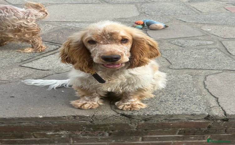 Cocker Spaniel dogs - Advert 14