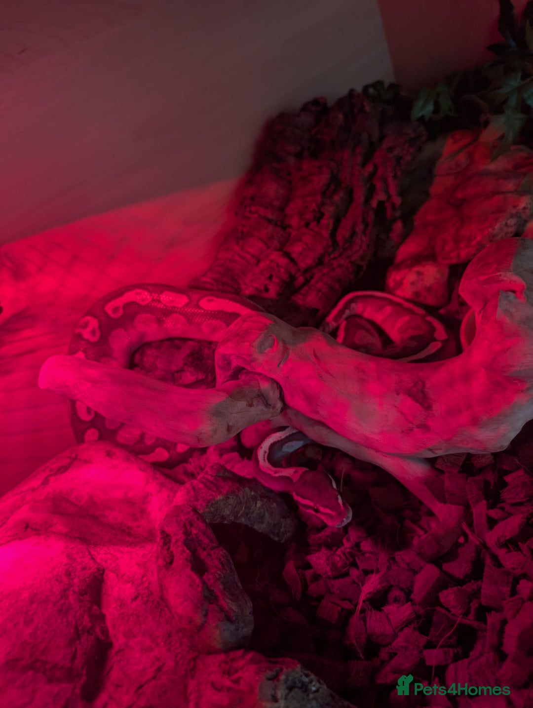 Python Snake reptiles for sale: 5 year old Royal Python GHI Lesser  - Image 4