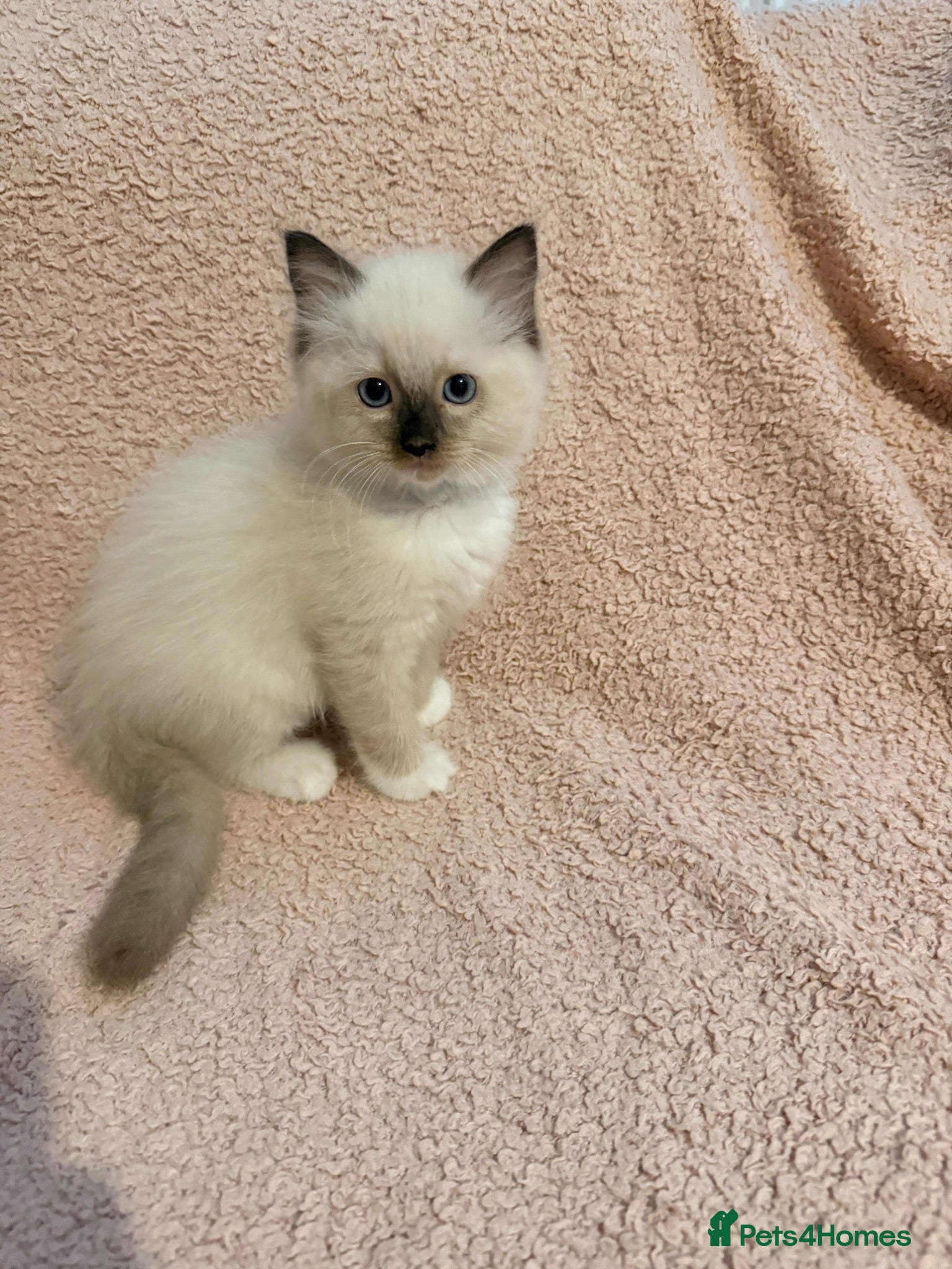 Ragdoll cats 5 beautiful playful ragdoll kittens - Advert 9