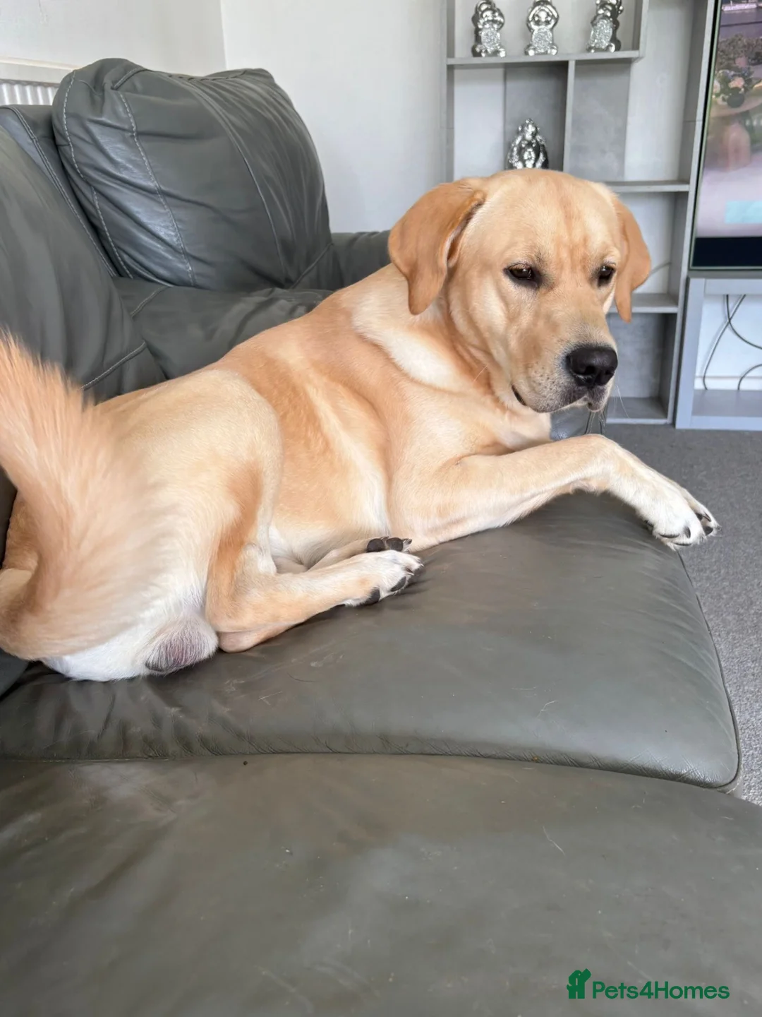 Goldador dogs for sale: Golden retriever (Labrador retriever) - Advert 6