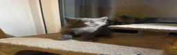 British Shorthair cats for sale: British shorthair  in Burton-on-Trent - Advert 1