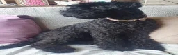 Kerry Blue Terrier dogs for sale: Kerry blue terrier puppies - Advert 18