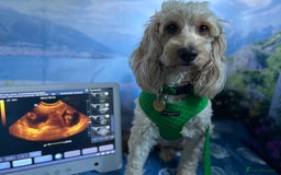 Cavapoo dogs for sale: DNA & HEALTH TESTED- F2b Cavapoo Puppies Expected  - Image 6