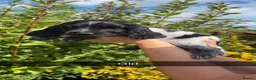 Cocker Spaniel dogs for sale:  show type cocker spaniel puppies🐾 - Advert 5