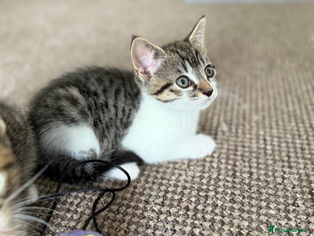 Mixed Breed cats for sale: 🐾 Adorable Kittens Looking for Loving Homes! 🐾 - Image 22