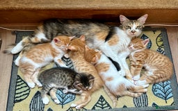 Mixed Breed cats for sale: Ginger Kittens from 1/2 Siamese mum - Image 15