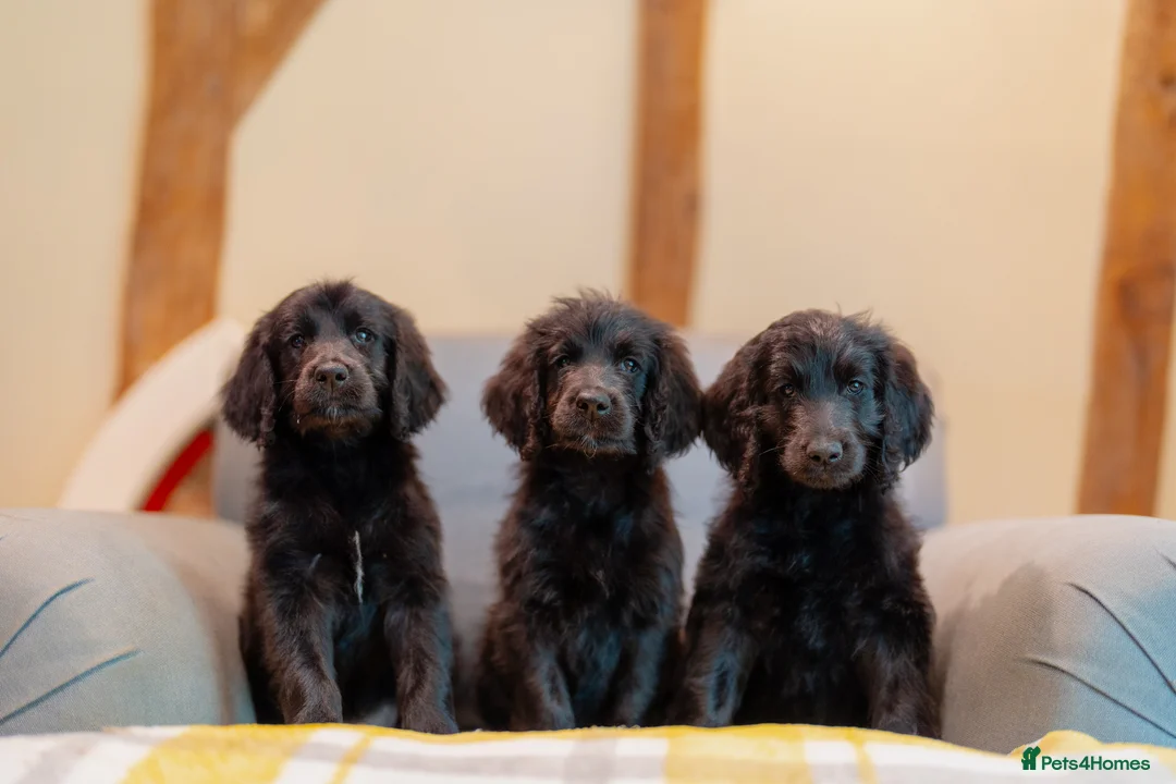 Goldendoodle dogs for sale: F1 Standard Goldendoodle Waiting List  - Advert 1