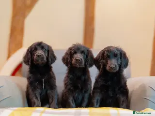 Goldendoodle dogs for sale: F1 Standard Goldendoodle Waiting List - Advert 3